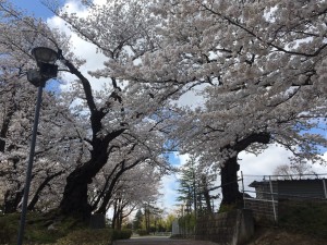 20200410 郡山市　開成山公園_200410_0008